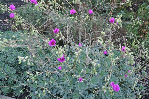 Calandrinia spectabilis