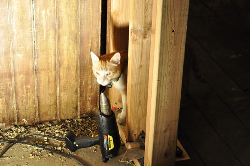 Heat gun and cat