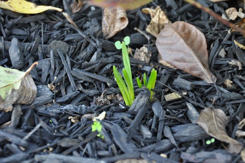 Spring bulbs are a little confused