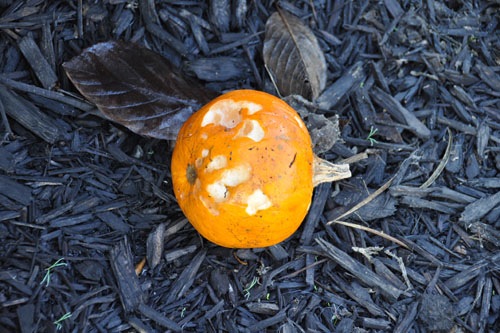 Chewed pumpkin