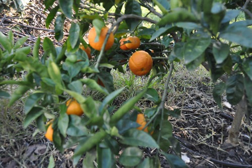 Future blood orange marmalade