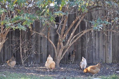 Chickens destroying the garden