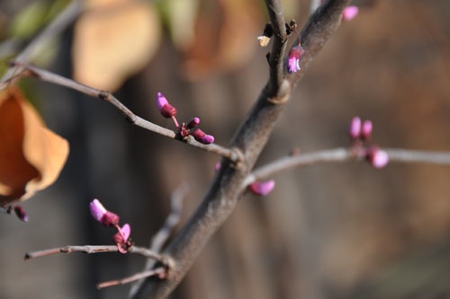 Cercis occidentalis blooming