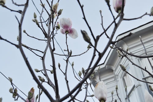 Magnolia blooming