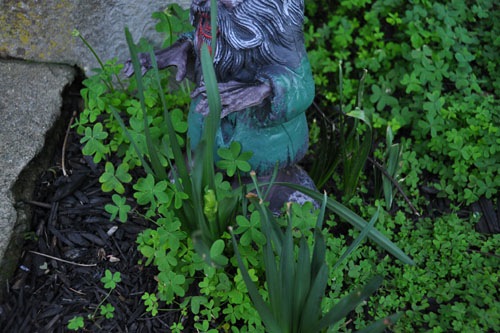 Daffodils in bud