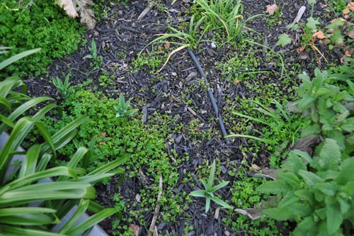 Allium leafing out