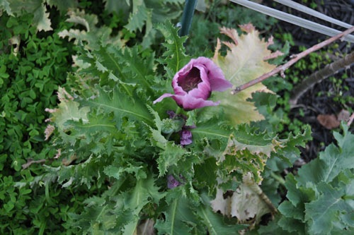 Poppies blooming