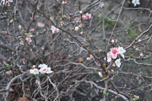 Contorted quince in bloom