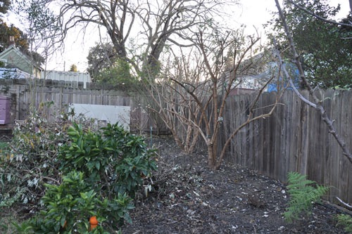 Pruned buddleias