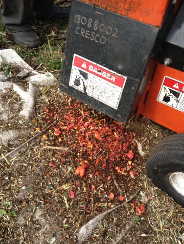 Blood oranges in the chipper