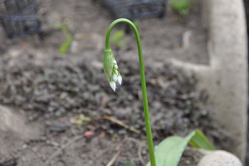 Flower in the deck bed