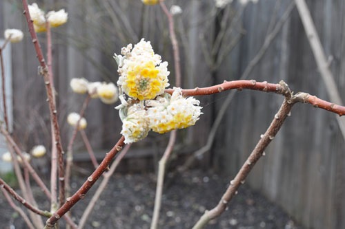 E. chrysantha blossom