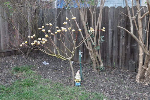 Edgeworthia chrysantha