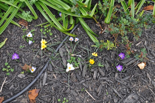 Mixed crocus