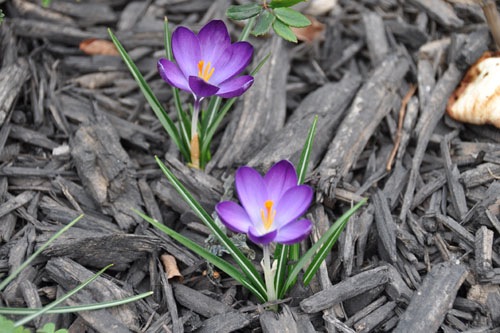 The dark purple crocus