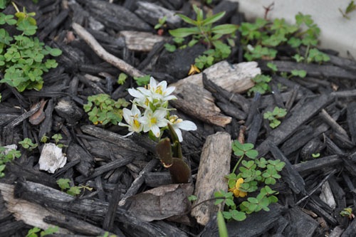 Ornithogalum balansae on the swath