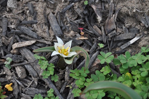 Tulipa turkastanica