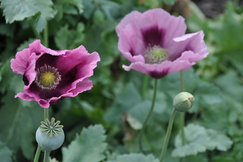 Poppies