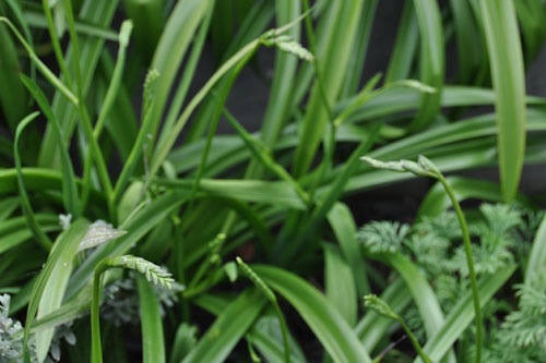 Freesias on the verge