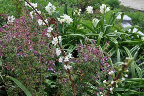 Blooming in the front walk