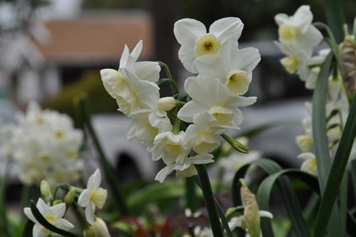 Some of the daffodils