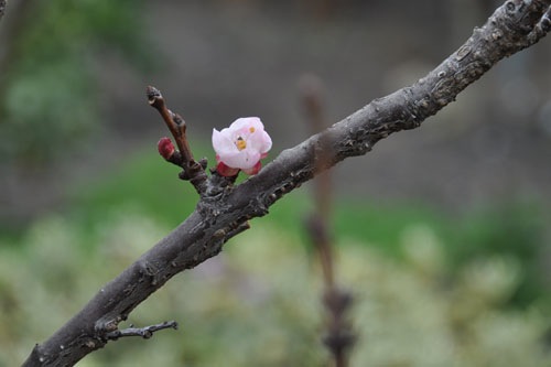 Apricot bloom