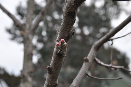 Nectarine bud