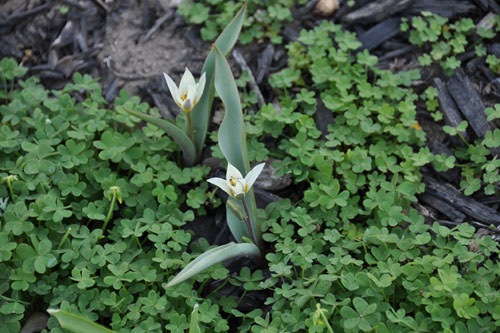 Tulipa turkestanica