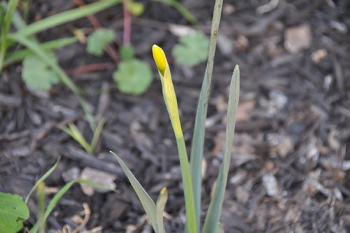 New daffodils in bud