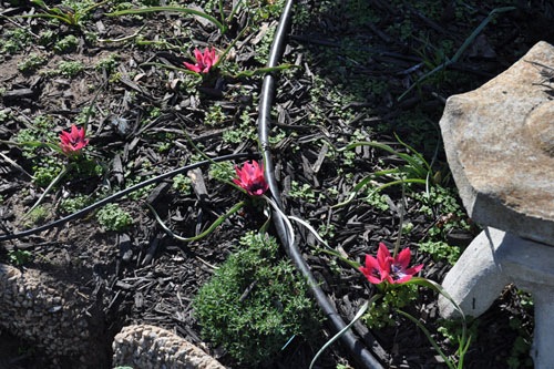 Species tulips in the orchard