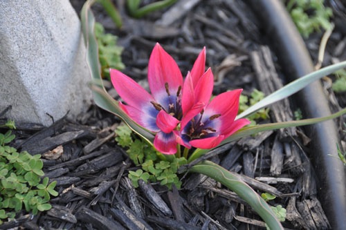 Little Beauty tulips up close