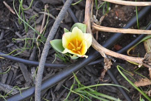 A tulip I planted five years ago