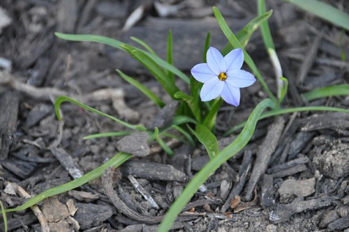 Ipheion under the buddleias