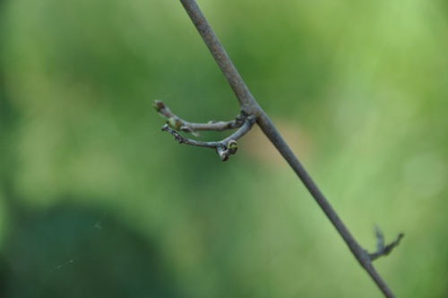 Weeping mulberry in bud