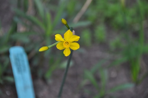 Teeny-tiny daffodils