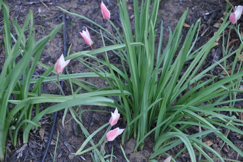 Lady Jane tulips