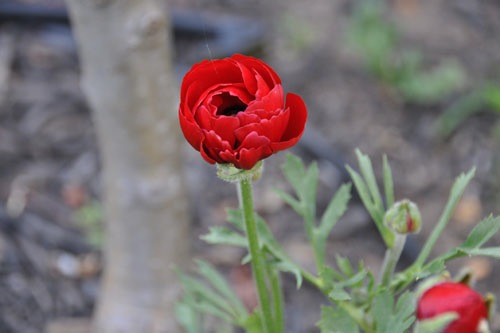 Red ranunculus