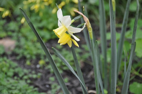 Narcissus Pueblo