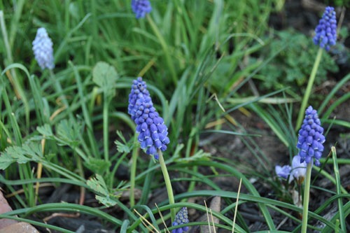 Grape hyacinths