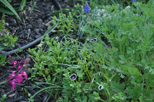 Nemophila self-sown