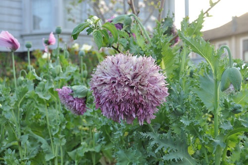 Dramatic poppy is dramatic