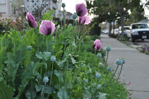 Lavender breadseed poppies