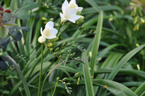 Freesia's starting to bloom