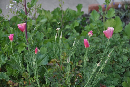 Pink poppies