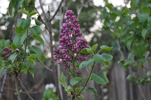 Lilacs in bloom