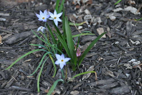 Ipheion and hyacinthoides