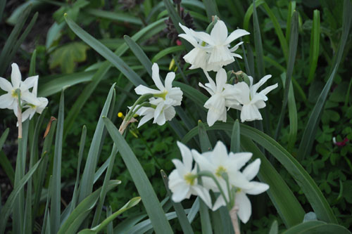 The last of the daffodils