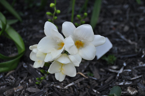 freesias