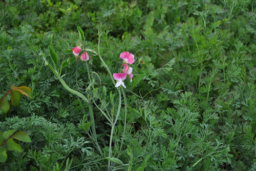 Volunteer sweet peas