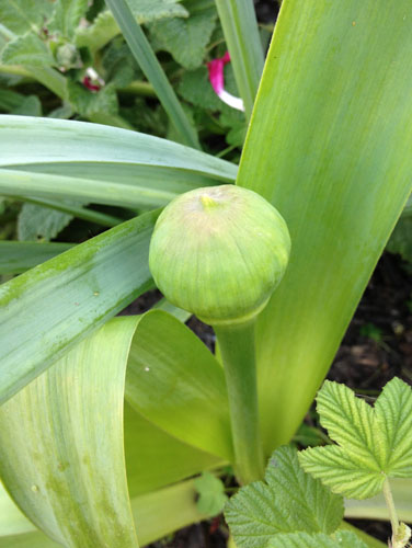 Allium schubterii coming up